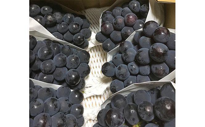 ニュー ピオーネ 2kg前後 3房～5房 葡萄 フルーツ 岡山 高梁市産 ぜきお農園 ぶどうclub 2026年 先行予約 果物 