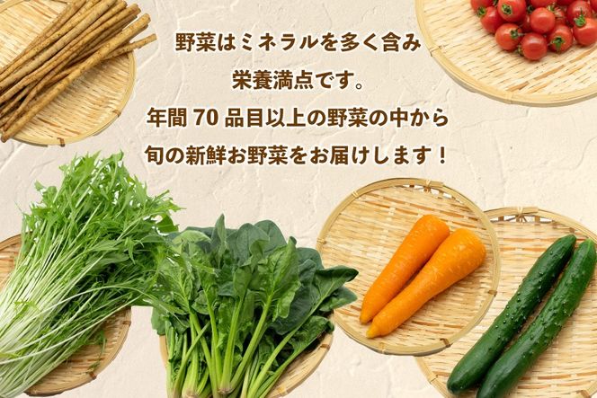 AJ435 【3回定期便】【1～3月限定出荷】こむたの旬の野菜 (13～15品目) おまかせLセット [ 野菜 やさい 旬 定期便 野菜セット 種類 人気 オススメ 新鮮 詰め合わせ 詰合せ こむた 小無田 青果 長崎県 島原市 ]
