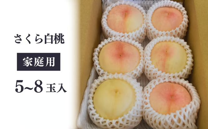 しっかりとした果肉「さくら白桃」ご家庭用 5-8玉 (岡山県産)【KF-A025-01】