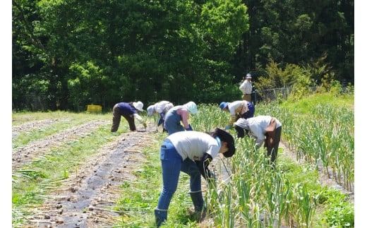 熟成黒にんにく 400g (200g×2袋） 甘くまろやかでおいしい黒ニンニク【mnr100】