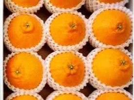 ZE6104n_有田の不知火(しらぬひ）【化粧箱】 12玉（Mサイズ）まごころ手選別