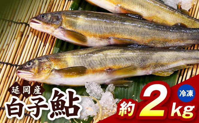 【冷凍】白子鮎約2kg N070-YB358-2