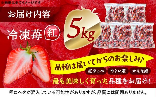 冷凍苺 5kg 果物 フルーツ 紅ほっぺ やよい姫 かんな姫 愛西市 / くぼ苺農園 【配達不可：離島】[AECJ027]