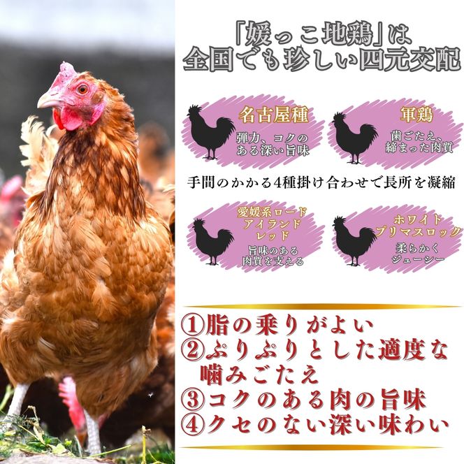 【 2026年 クリスマス 先行予約 】 媛っこ地鶏 丸鶏 約 1.8kg まるごと 地鶏 ブランド地鶏 鶏肉 鳥肉 肉 チキン むね肉 もも肉 クリスマス ローストチキン ごちそう スープ 出汁 焼肉 焼き鳥 BBQ パーティー ディナー メイン タンパク質 低脂肪 糖質 愛媛県 愛南町 ローカルスタンダード