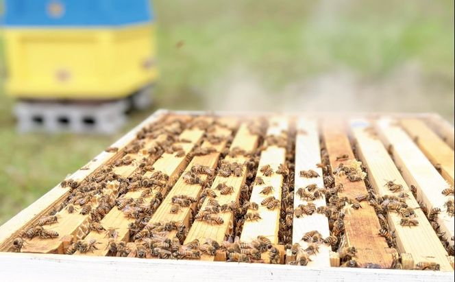 合計690g 天然蜂蜜 国産蜂蜜 非加熱 生はちみつ 岐阜県 美濃市産 春 (蜂蜜230g入りガラス瓶3本セット)A3 深田養蜂のハチミツ