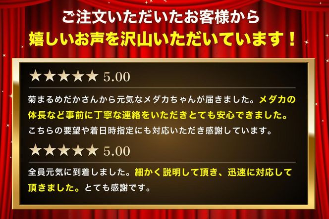 菊まるめだかの【イチオシめだか３種セット】計24匹 生き物 メダカ お魚 ペット 