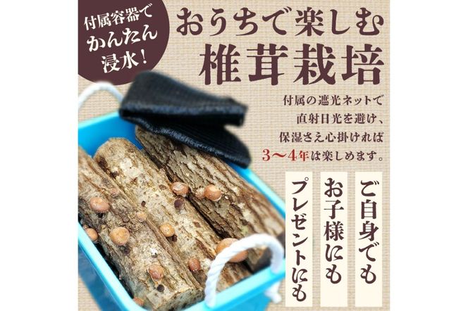 椎茸の原木栽培2夏経過品 ／ 家庭菜園 お手軽 栽培キット 自由研究
