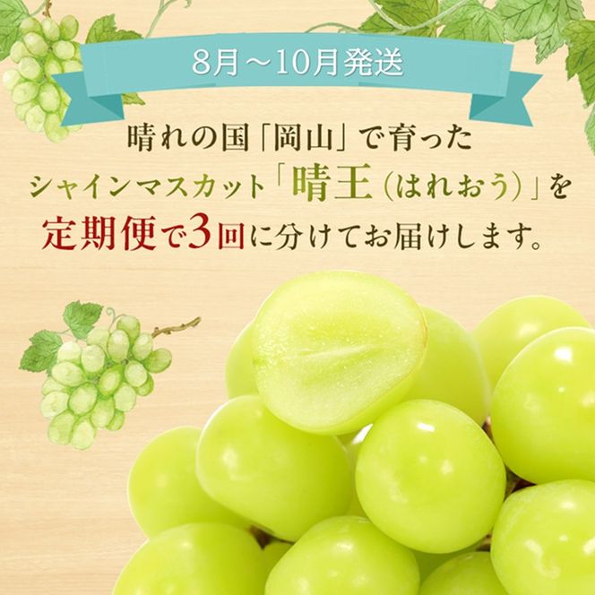 ぶどう 定期便 2026年 先行予約 シャイン マスカット 晴王 各月2房（1房600g以上） 3回コース マスカット ブドウ 葡萄  岡山県産 国産 フルーツ 果物 ギフト 上品な香り 最高級 大粒 種なし 皮ごと 