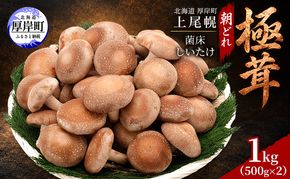 椎茸 北海道 厚岸町 上尾幌 朝どれ 菌床 しいたけ 「極茸」1kg（500g×2） 【上尾幌きのこ生産協同組合】[ きのこ キノコ 新鮮 肉厚 贈答用 国産  品評会で金賞受賞 ]