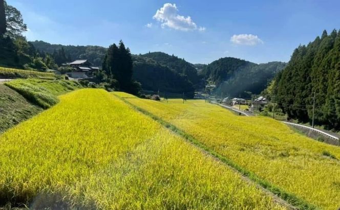 先行販売！令和7年度産　伊賀産コシヒカリ　極上　箸ひかり(精米真空パック)900ｇ×3袋 コシヒカリ 3年連続 特A 米 こしひかり ご飯 ごはん 白米 精米 三重県 名張市