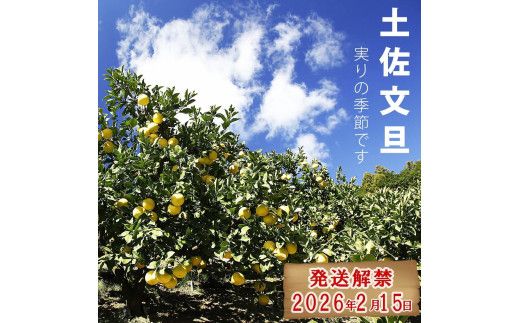 【先行予約】【果樹園直送】土佐文旦 特選品贈答用 約5kg 3L～4Lサイズ 7～8個入り 〈2027年2月中旬～3月下旬頃発送〉大玉 ぶんたん ブンタン フルーツ 柑橘 みかん 果物 くだもの 柑橘類 デザート 【白木果樹園】 [BQAI001]