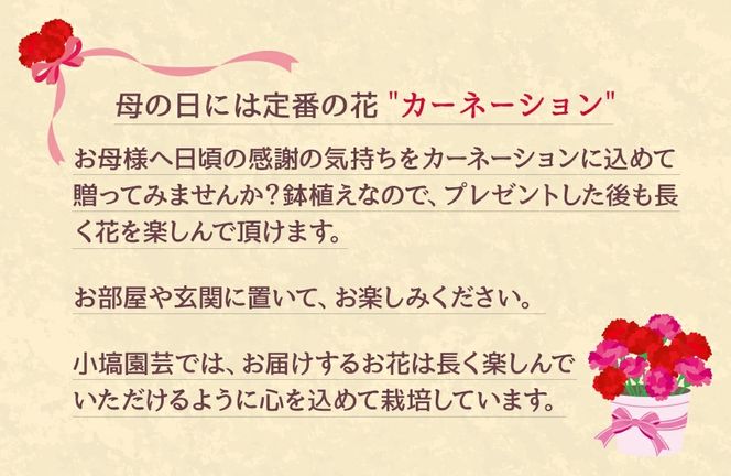 色とりどりのカーネーション （5号鉢） 3色セット 母の日 花 プレゼント (KAQ-1)