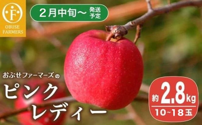 y쌧z{zsNfB[ 2.8kg 10`18ʁm Ԃt@[}[Y n t[c ʕ  s\ Y MBY y2026N2{`z