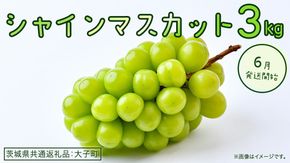 シャインマスカット 3kg 【2026年6月発送開始】(茨城県共通返礼品：大子町) ぶどう 葡萄 ブドウ マスカット フルーツ 果物 贈答用 ギフト 贈り物