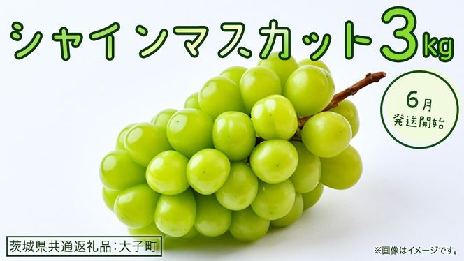 シャインマスカット 3kg 【2026年6月発送開始】(茨城県共通返礼品：大子町) ぶどう 葡萄 ブドウ マスカット フルーツ 果物 贈答用 ギフト 贈り物