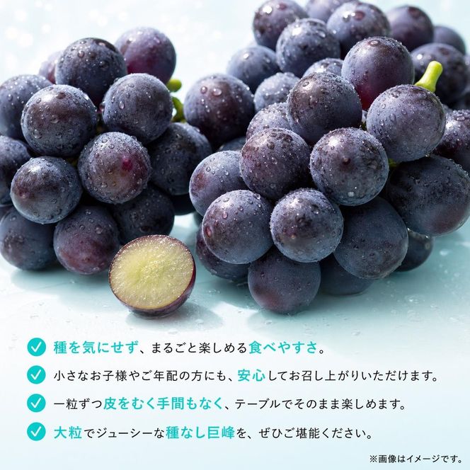 紀州和歌山産の種なし巨峰ぶどう2房（約800g?1kg）