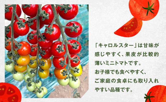 [先行受付] 北海道 仁木町産 ミニトマト キャロルスター 1.6kg （64粒～100粒）トマト 野菜 国産 プチトマト 甘み 使いやすい サラダ お弁当 家庭用 子供に人気 リコピン [REDA FARM]