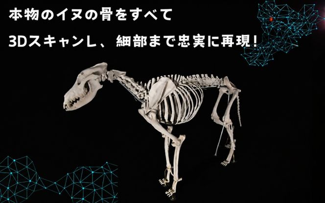 全身 骨格 レプリカ イヌ 縮小 / 標本 コレクション プラモデル 動物 犬 フィギュア インテリア 模型 動物 博物館 頭蓋骨 ミニチュア 3D プリント【anf949-shk-inu】