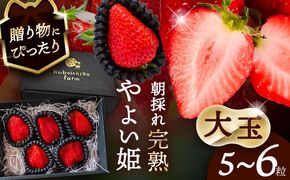 【先行予約】 ＼毎年12月より順次発送／ 〈大玉〉 やよい姫　5粒〜6粒程度 果物 いちご フルーツ 愛西市 / くぼ苺農園 【配達不可：北海道・沖縄・離島】[AECJ015]