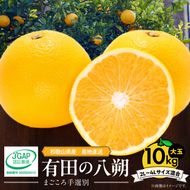 【2027年先行予約】和歌山県産 有田の八朔 (はっさく) 約10kg【2L～4Lサイズ混合】まごころ手選別 _ZE6155n
