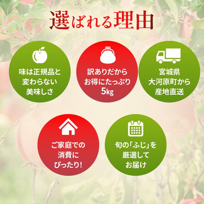 りんご 訳あり 3kg 果物 フルーツ わけあり 不揃い 規格外 ご家庭用 宮城県 大河原町 産地直送 林檎 リンゴ くだもの 先行予約 送料無料