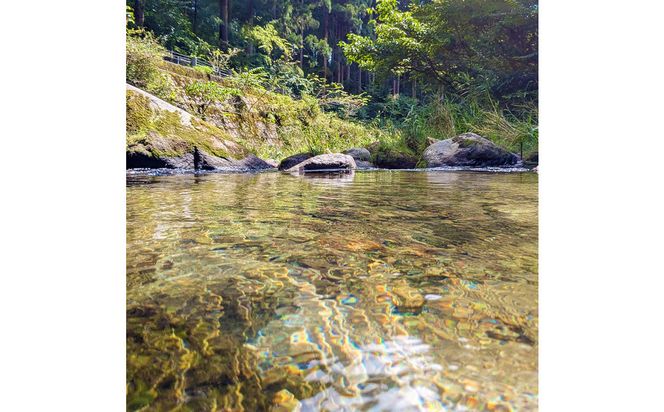 令和7年産　山崎農園こしひかり　無洗米10kg 313726_CH006