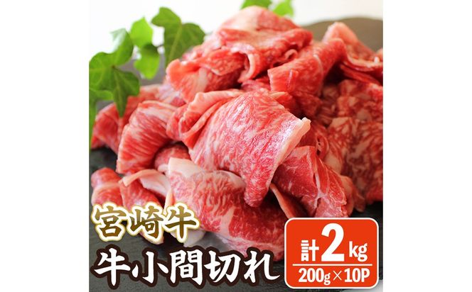 y{茧쒬z{苍 Ԑ؂ (v2kgE200g×10)    јa uha ؂藎Ƃ ܓ Ⓚ Y {茧 yЃ}~XgAzyMA-12z