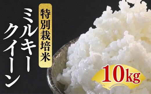 ミルキークイーン＜特別栽培米＞精米 10㎏（減農薬 有機肥料 お米 米 おこめ こめ 白米 みるきーくいーん）【002310】