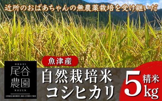 【令和7年度産米】尾谷農園 自然栽培米コシヒカリ 精米5kg ※北海道・沖縄・離島への配送不可