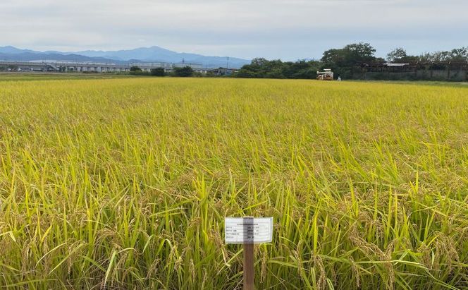 北本農場 こだわりのお米 令和7年産 石川県 にこまる米 白米10kg