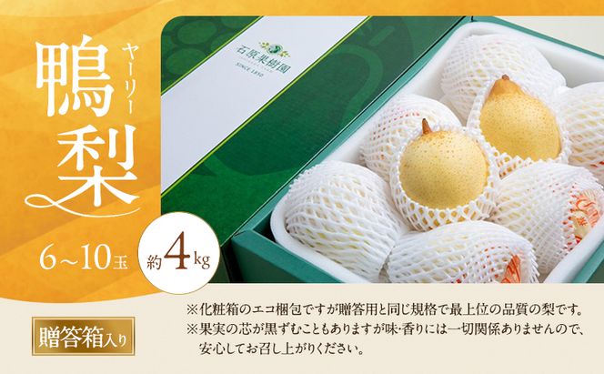 梨 2026年 先行予約 鴨梨（ヤーリー）6～10玉 約4kg 贈答箱【11月下旬～12月中旬頃発送】 ナシ なし 岡山県産 国産 フルーツ 果物 ギフト 石原果樹園 風味豊か 上品 希少な梨 
