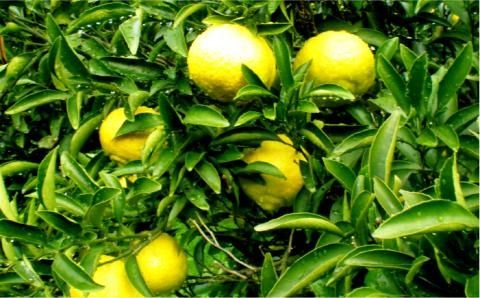 【年内発送】【先行予約】 爽やかに 甘い ！ 糸島産 「 はるか 」 贈答用 約 5kg 【2025年3月より順次発送】二丈赤米産直センター[ABB001]