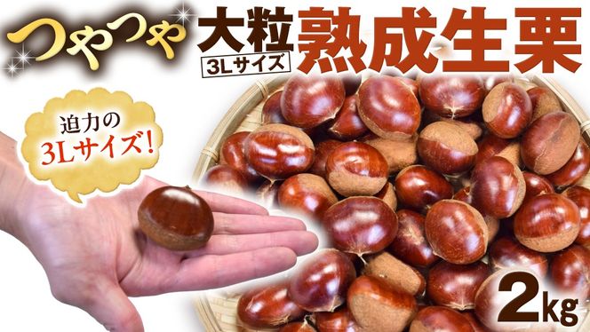 y錧}szy J_ z  嗱 n I 2kg ( 3LTCY ) n I  N I͂ ʕ t[c@ʌ [EC001ci]