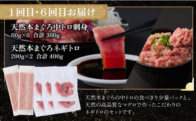 【全6回定期便】タカシン水産厳選 高知の海鮮セット 定期便 福袋 海鮮 詰め合わせ タタキ まぐろ マグロ 本まぐろ ネギトロ かつお カツオ 鰹 かつおのたたき カツオのタタキ タタキ 魚介 高知 室戸 all