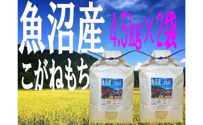 「魚沼産こがねもち」 もち米 精米4.5kg×2袋 お米 新潟 