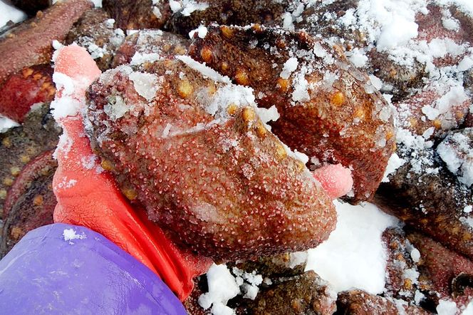 【期間限定】赤ナマコ 約1.5kg （7～10個前後） なまこ 海風丸 秋田県 男鹿市 [なまこ ナマコ 海鼠 珍味 海産]|23_umk-080101