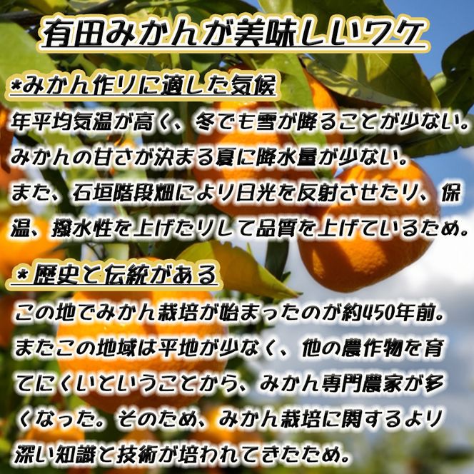【先行予約】【特秀品】有田みかん 和歌山県産 約5kg（小玉 S～Mサイズ混合）