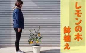 レモンの木鉢植え（白プラ鉢31cm） 苗木 れもん 檸檬 Lemon 観葉植物 ガーデニング 花 実 香り 