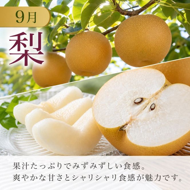 定期便 8・9月発送 紀州有田産旬のフルーツセット（種なし巨峰×約2kg・梨×約2kg 化粧箱入） AN066