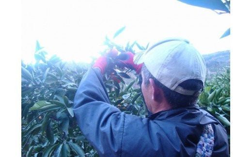 ＼光センサー選別／ 【先行予約】＼数量限定／ 希少品種 ご家庭用 ゆら早生みかん 約2kg サイズ混合【2025年10月上旬頃より順次発送】【nuk143D】