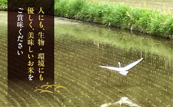 先行受付 農薬不使用 白米 ホタル舞う里山の棚田米 精米4kg 令和8年産 朝日2kg×2袋