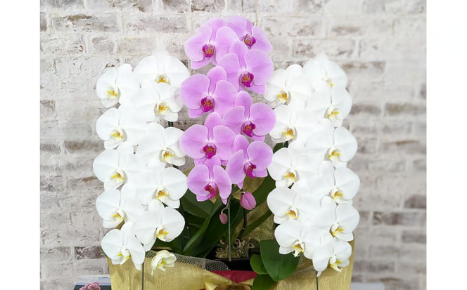 B099　【☆新機能☆ZERO胡蝶蘭】　紅白胡蝶蘭　３本立て＊白・ピンク＊（大輪）＜７つの特典付き！＞〈約高さ９０ｃｍ、横幅５５ｃｍ、奥行き４０ｃｍ〉33輪以上