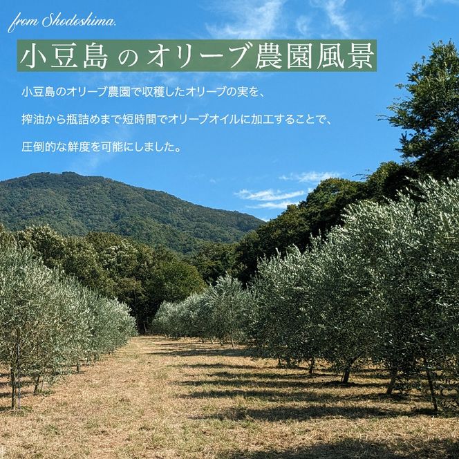 【 小豆島 】小豆島産100％「純」エキストラバージンオリーブオイル5本入ギフトセット(120ml×5本) オリーブオイル エクストラバージン 小豆島 調味料 オイル セット