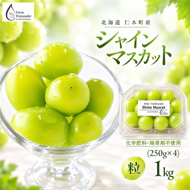 【2026年産】北海道 仁木町産 シャインマスカット 粒 1kg (250g×4) 化学肥料・除草剤不使用 ぶどう フルーツ 果物 くだもの [Farm Watanabe]