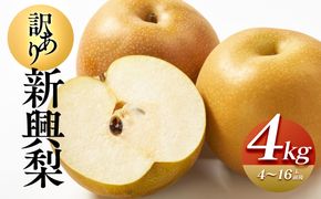 927.【先行予約】【訳あり】新興梨 4kg（4～16玉前後）≪果物 フルーツ くだもの≫　※2026年10月上旬～11月下旬頃に順次発送予定 313726_AN005
