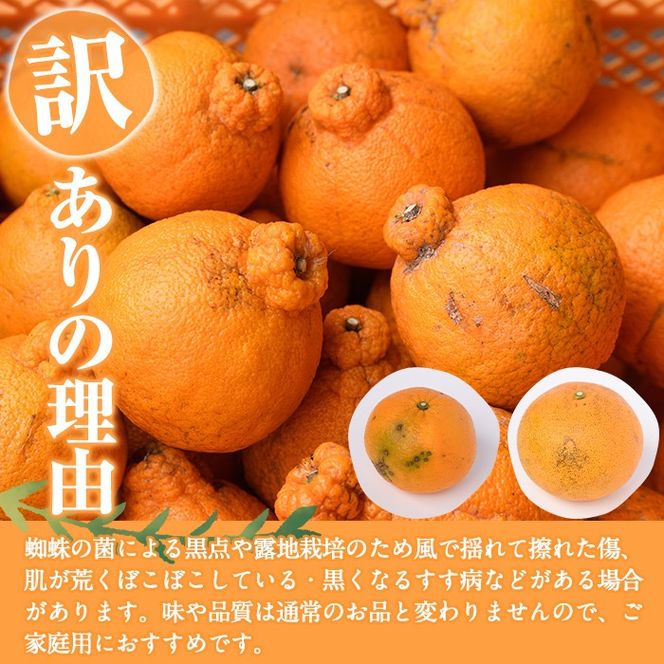 ＜先行予約受付中！2026年1月上旬以降順次発送＞＜訳あり・不揃いの為＞数量限定！無加温ハウス不知火(5kg) 国産 鹿児島県 阿久根市 果実果物 フルーツ 柑橘 みかん ミカン 期間限定 数量限定【桐野柑橘株式会社】akn070-12