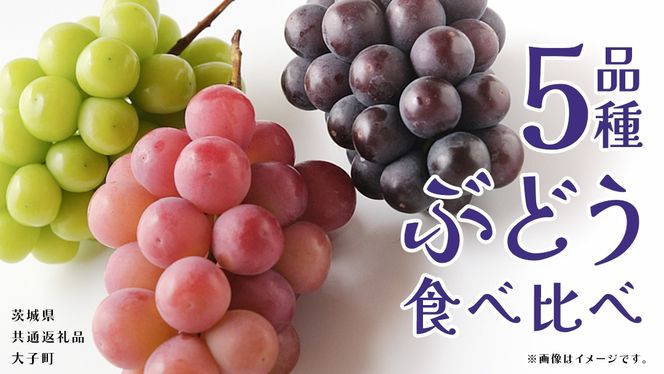 y錧vszԂǂ Ti Hה y2026N8{Jnz(錧ʕԗiFq) uhE  VC}XJbg  sI[l Sr[ 䂪 ʕ t[c ʎ