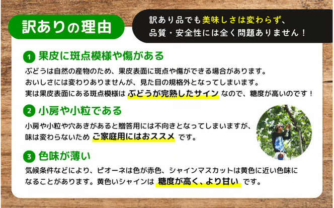 【訳あり】※2026年の予約です！※岡山県産 林ファミリーのシャインマスカット 約1.2kg（約2～3房）【2026年先行予約】 / 葡萄 ぶどう 岡山 真庭市 マスカット ブドウ 果物 フルーツ 新鮮 人気 数量限定 お買い得 家庭用 お試し ぶどう専門【hfbd021-02】