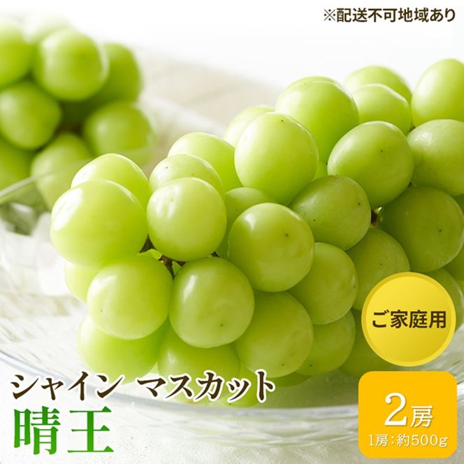 ぶどう 2026年 先行予約 ご家庭用 シャイン マスカット 晴王 約500g×2房 ブドウ 葡萄  岡山県産 国産 フルーツ 果物 太陽 美しい 外観 大粒 高糖度 種なし 皮ごと 弾力 食感 美味しい
