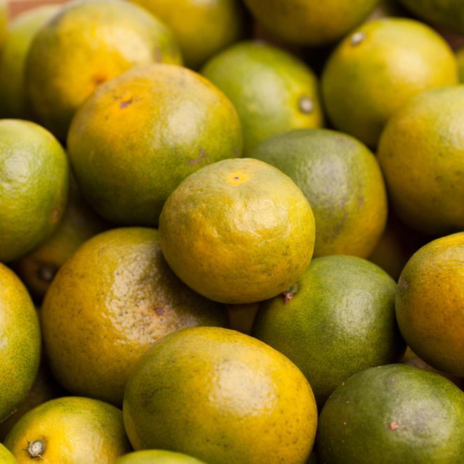 家庭用 極早生有田みかん7.5kg+250g（傷み補償分）【YN26・ゆら早生】【わけあり・訳あり】◇